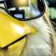 Обложка к песне Shut Up Chicken (Radio Edit) от El Capon
