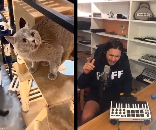 Обложка к песне Soulful Singing (Cat Live Looping Remix) от Alugalug Cat & The Kiffness
