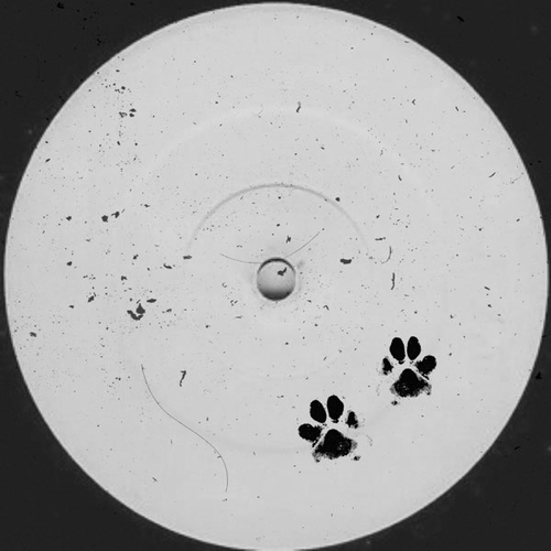 Обложка к песне Who Let The Dogs Out (feat. Evalina) от About That
