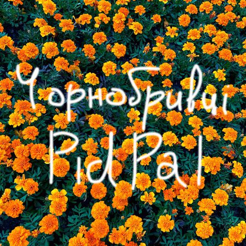 Обложка к песне Чорнобривці от Pidpal