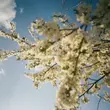 Обложка к песне Луги (feat. Do Sliz) от SadSvit