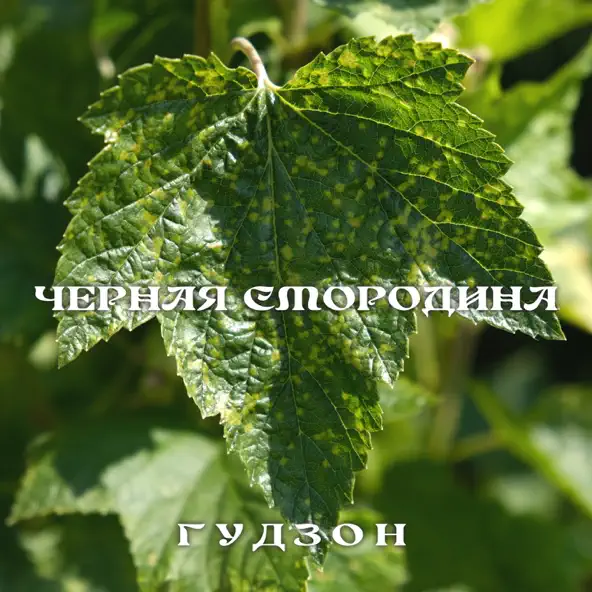 Обложка к песне Чёрная Смородина от Гудзон