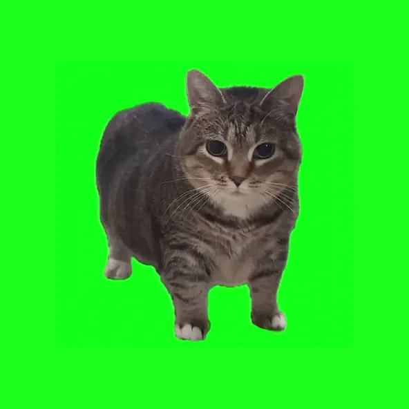 Обложка к песне Oiia Oiia (Spinning Cat) от W&W