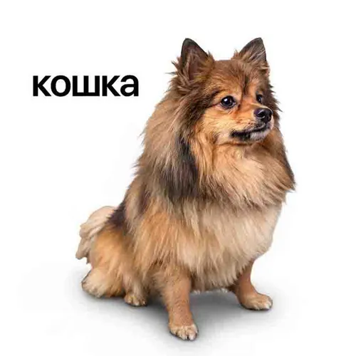 Обложка к песне Кошка от Lida